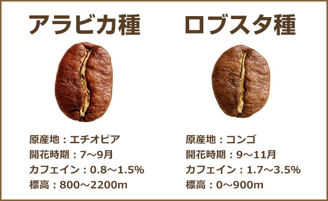 ロブスタ種とアラビカ種の成分の違い