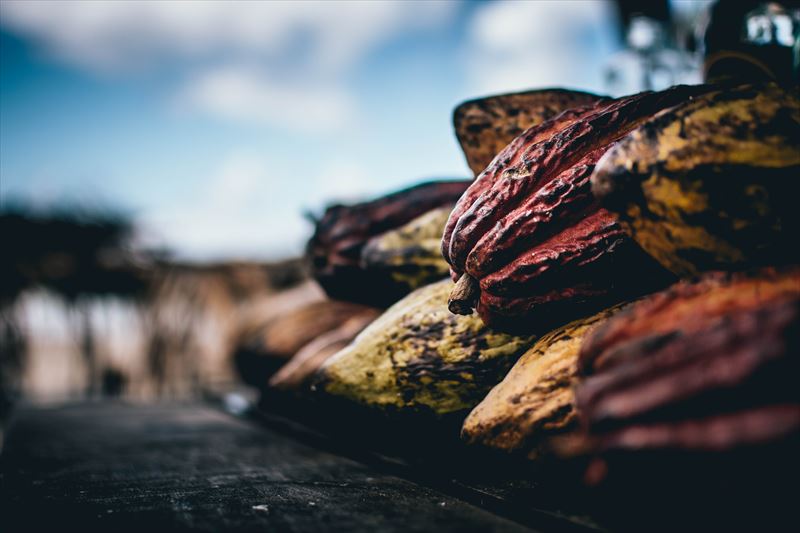 cacao_001
