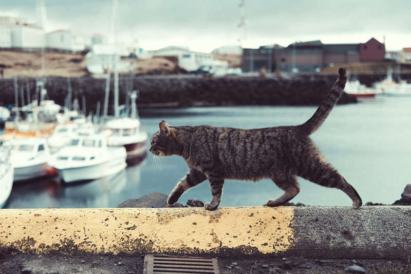 猫除け