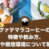 グァテマラコーヒーの特徴や飲み方、歴史や栽培環境について解説