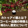 カトゥアイ種とは？コーヒー品種の特徴と味わい、歴史について