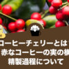 コーヒーチェリーとは？真っ赤なコーヒーの実の構造や精製過程について