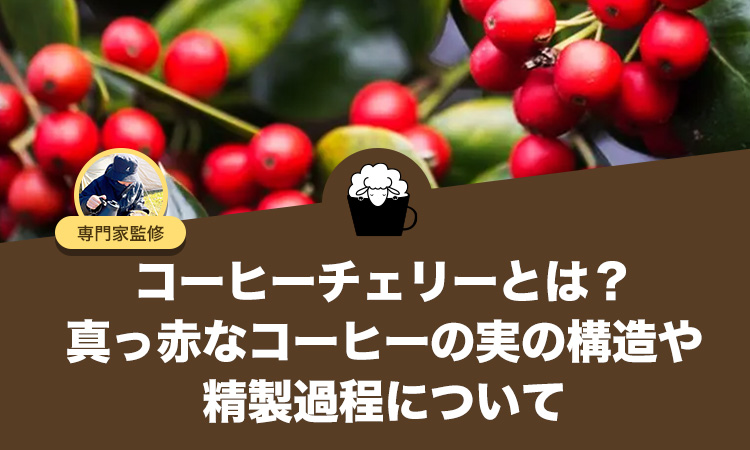 コーヒーチェリーとは？真っ赤なコーヒーの実の構造や精製過程について