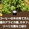 コーヒーの木（コーヒーノキ）の育て方は？環境づくりや品種について