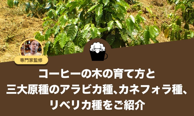 コーヒーの木（コーヒーノキ）の育て方は？環境づくりや品種について