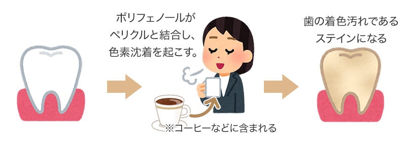 コーヒーのポリフェノールがペリクルと結合して着色する