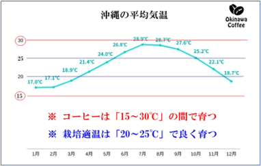 沖縄 コーヒー栽培