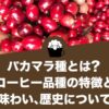 パカマラ種とは？コーヒー品種の特徴と味わい、歴史について
