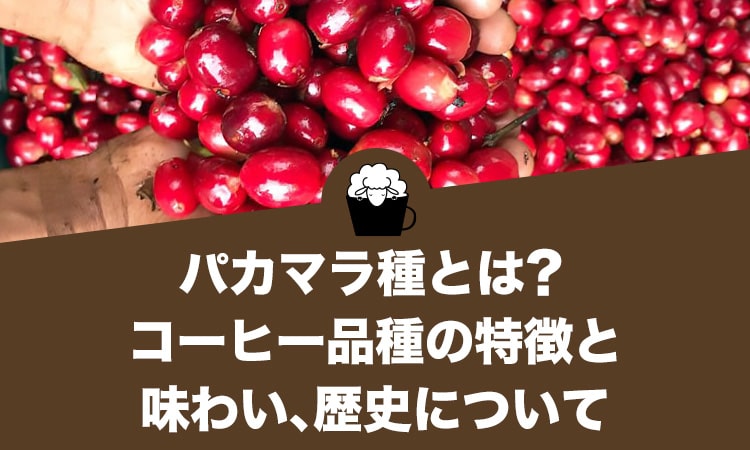 パカマラ種とは？コーヒー品種の特徴と味わい、歴史について