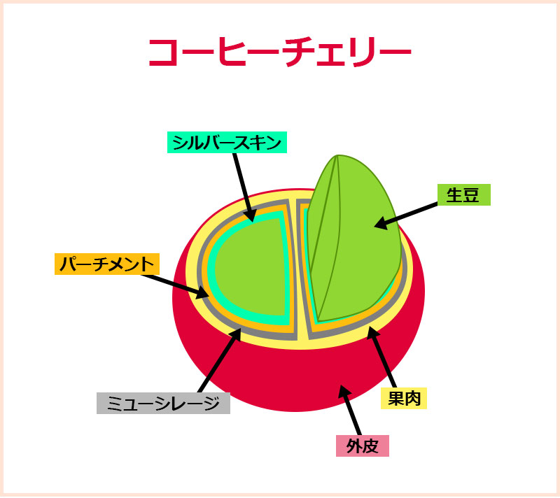 ミューシレージ除去