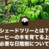 シェードツリーとは？コーヒーの木を育てる上で必要な日陰樹について