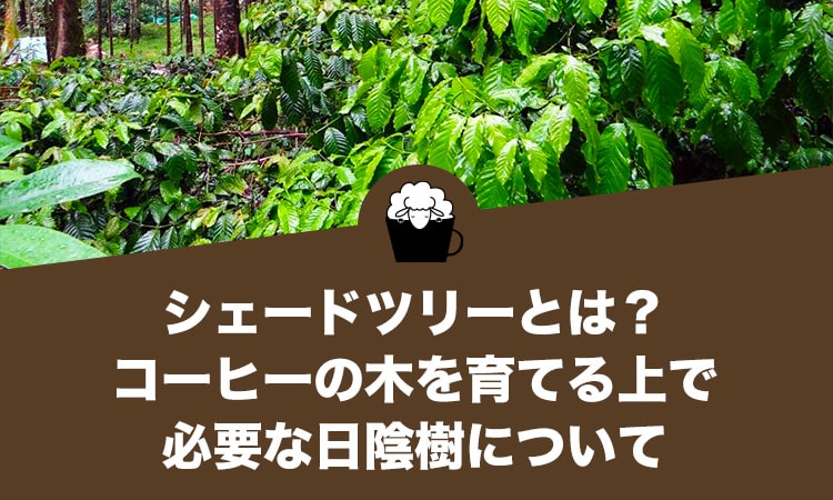 シェードツリーとは？コーヒーの木を育てる上で必要な日陰樹について