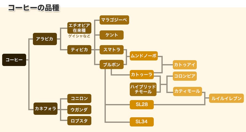 コーヒーの品種