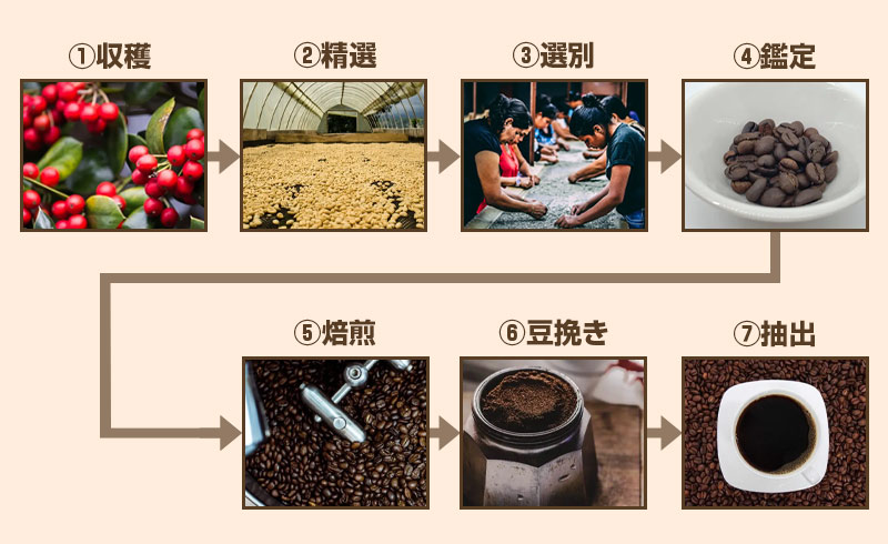 コーヒーの収穫から飲めるようになるまで