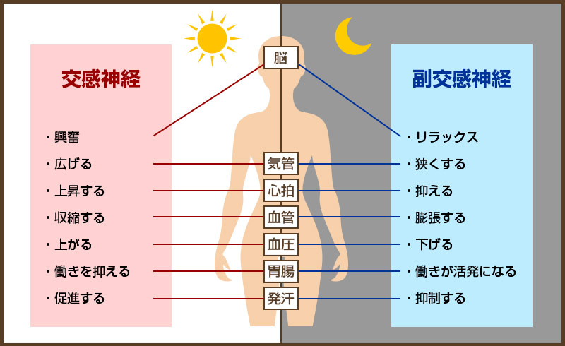 自律神経