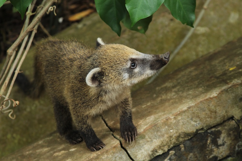 coatimundi_001