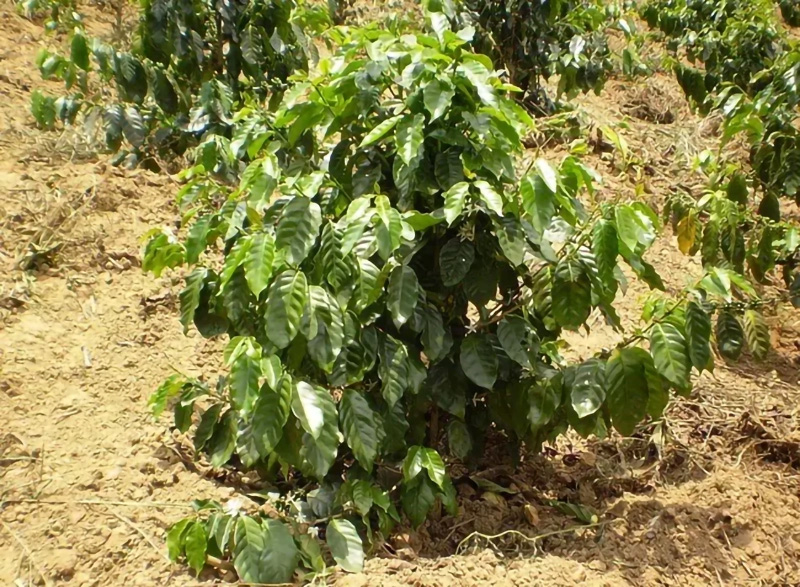coffeetree_009