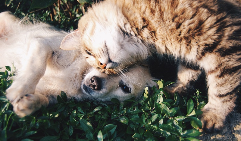 dogcat_003