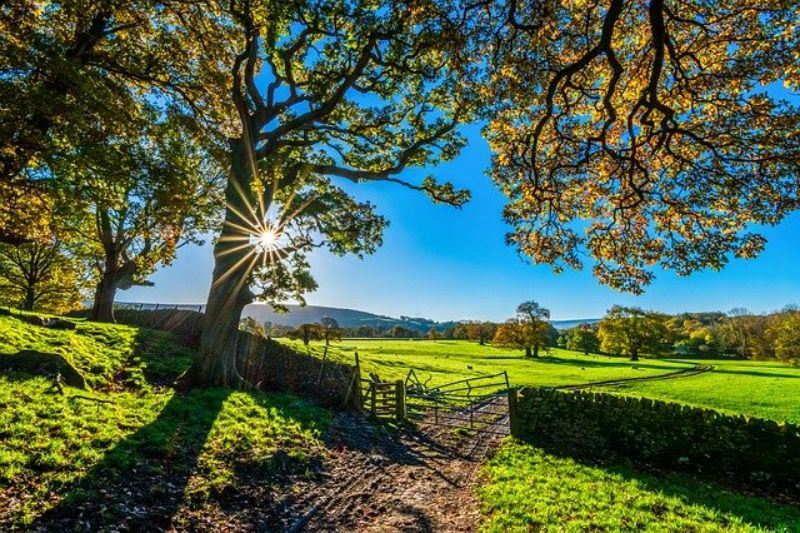 field_011