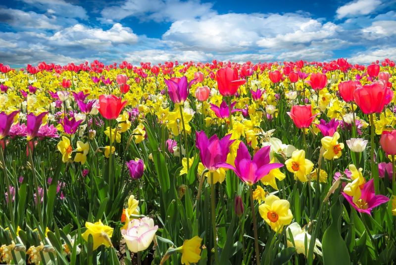 花のような香り