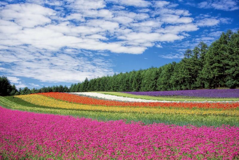 花のようなアロマの香り