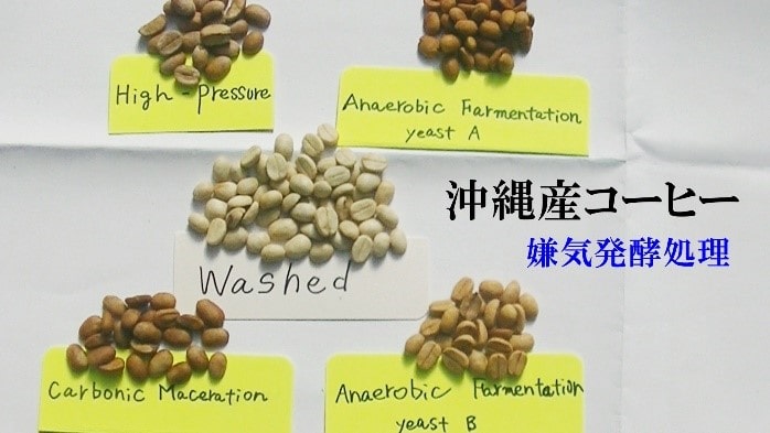 沖縄産コーヒー 嫌気発酵処理