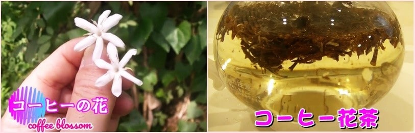 コーヒー花茶