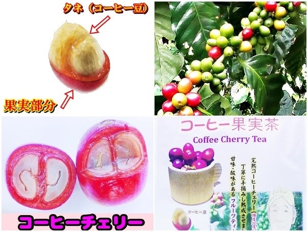 コーヒーチェリー