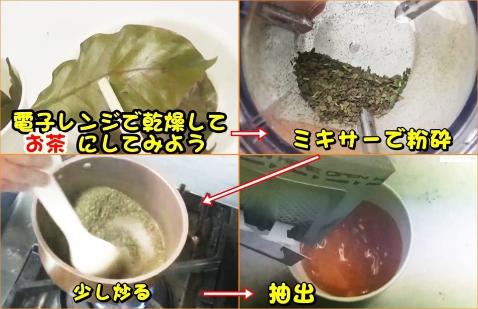 コーヒーの葉はリーフティー