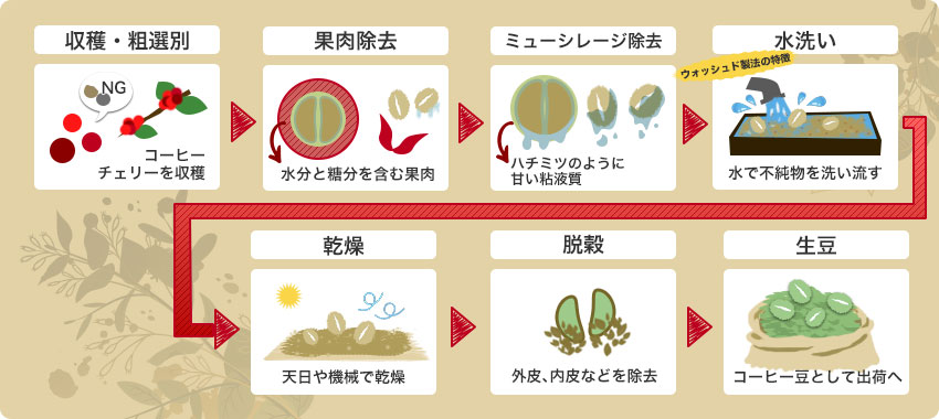 ウォッシュド製法