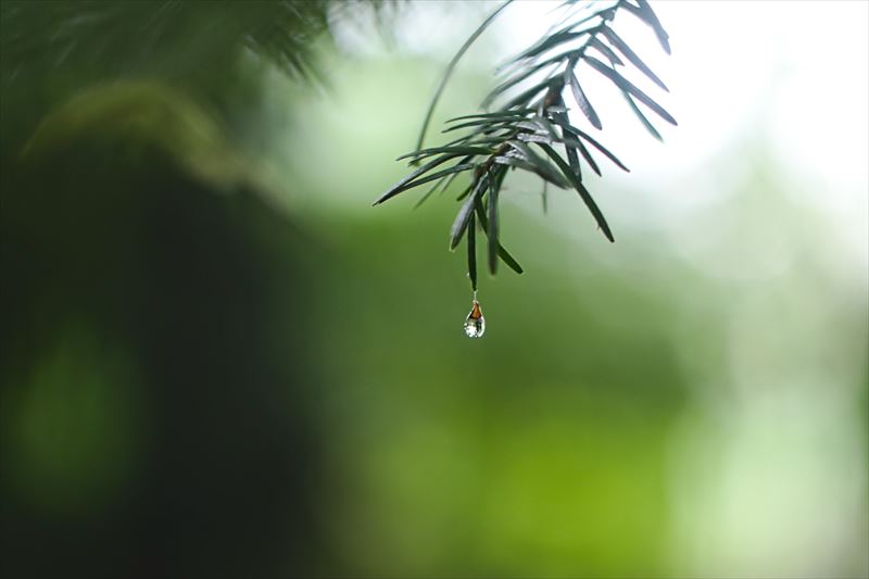 rain_009