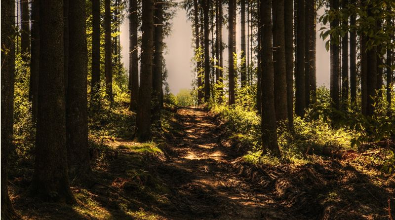 trees_002