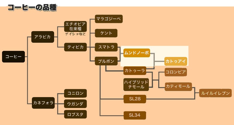 コーヒー豆のブルボン種から派生した品種