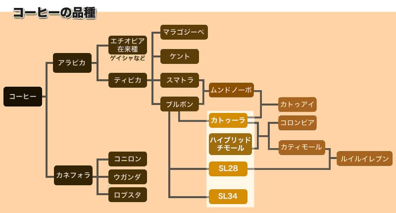 コーヒー豆のブルボン種から突然変異した品種
